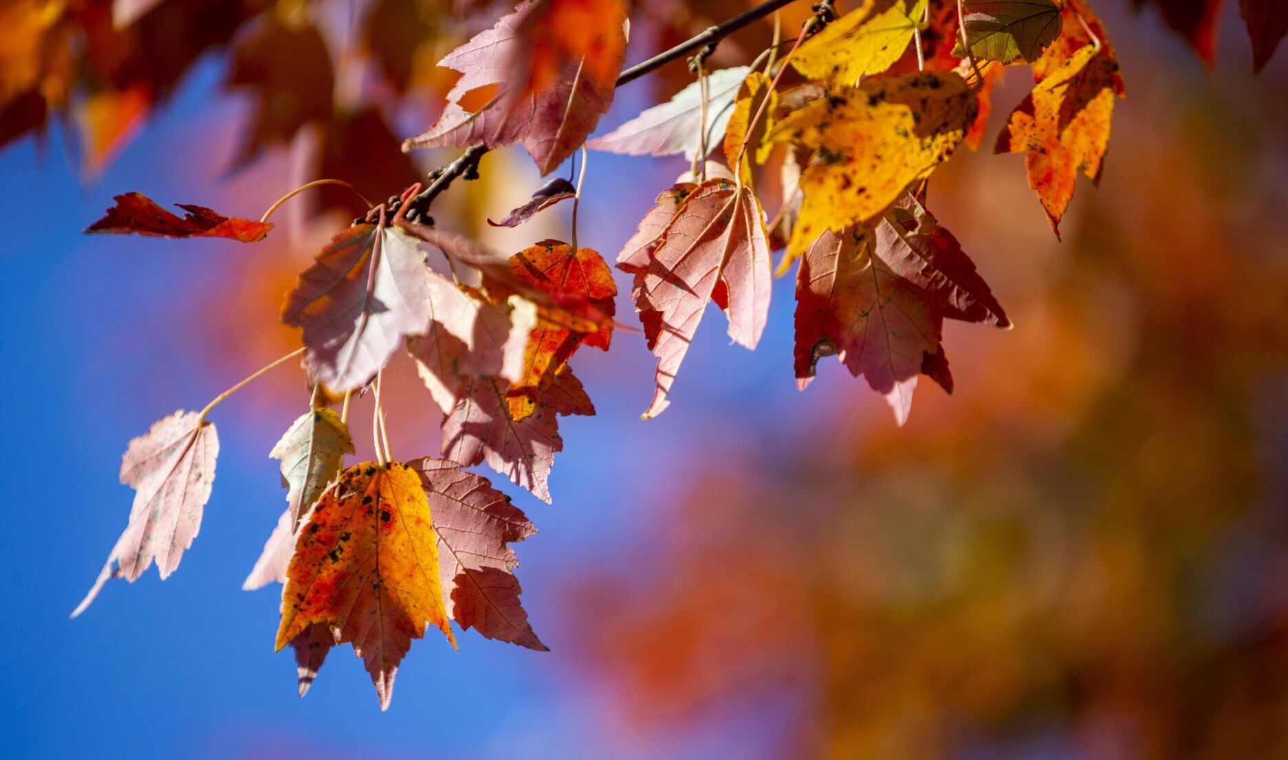 fall color